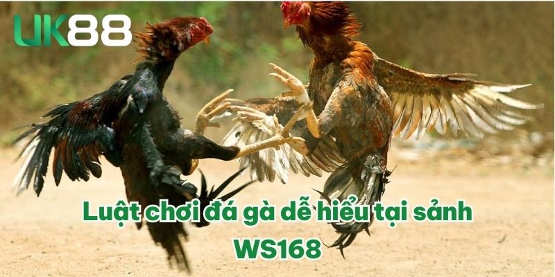 WS168 Đá Gà | Sân Chơi Chuyên Nghiệp, Trải Nghiệm Đỉnh Cao 3 Luật chơi đá gà dễ hiểu tại sảnh WS168