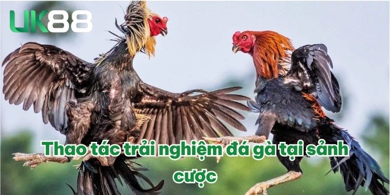 WS168 Đá Gà | Sân Chơi Chuyên Nghiệp, Trải Nghiệm Đỉnh Cao 4 Thao tác trải nghiệm đá gà tại sảnh cược