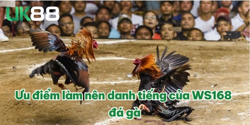 WS168 Đá Gà | Sân Chơi Chuyên Nghiệp, Trải Nghiệm Đỉnh Cao 2 Ưu điểm làm nên danh tiếng của WS168 đá gà